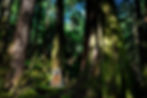 16-iconic-kermode-great-bear-rainforest-canada_3x2.jpg